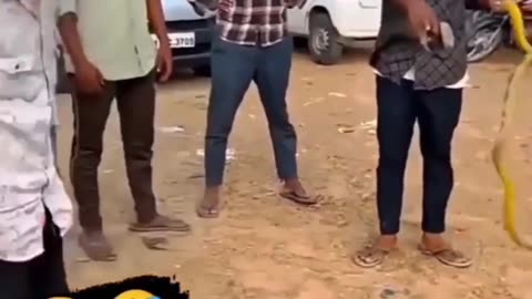 Funny animals video
