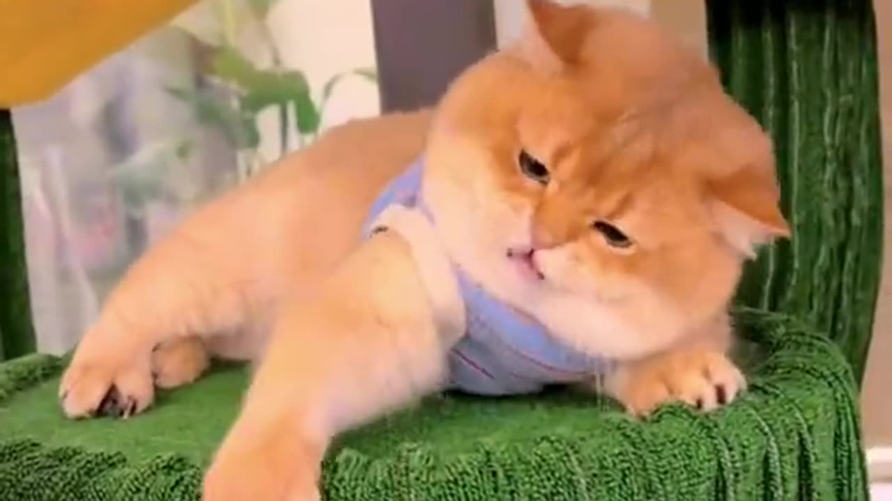 meow animals #meow #animals #cats #dogs #funnyvideo #fightcoronavirus #viral #reel #viralreelsfbpage #foryoupageシvir #trendingreelsvideo #foryou