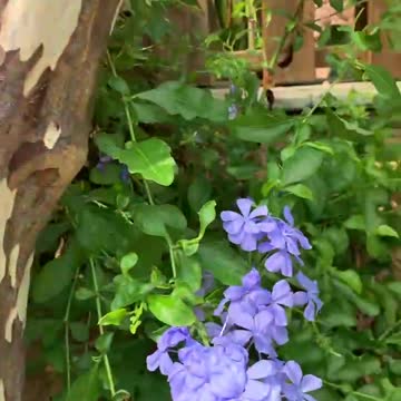 Beauty under the tree