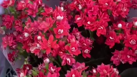 Packed red flowers waiting for customers to buy