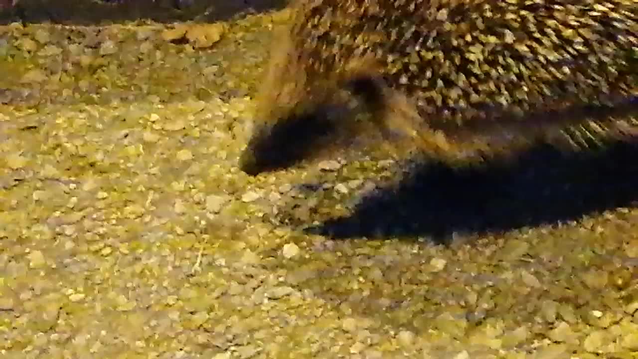 Un beau hérisson marche sans crainte