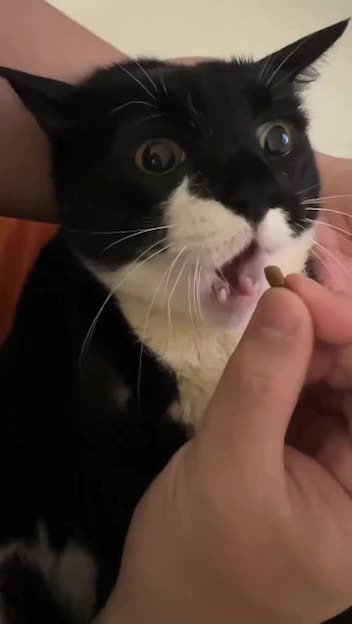 No special coaxing needed 🤣🤣