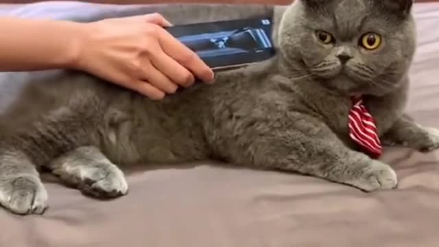 Cute and Funny Cat Videos Compilation - PART 81