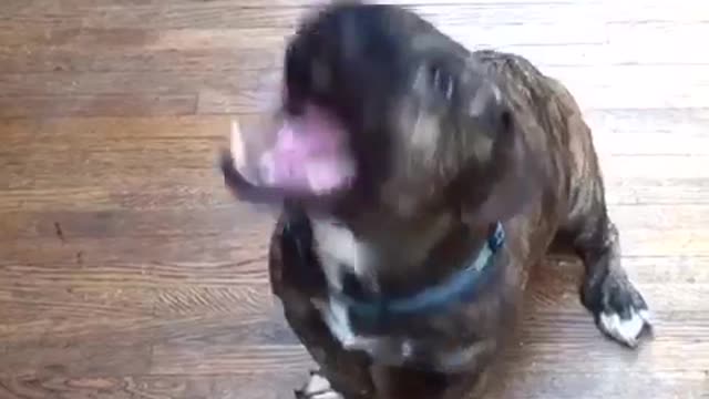 Black puppy trying to fetch for treats