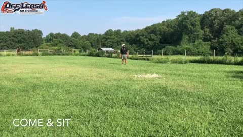 6 Month Old Bull Arab Gunner Dog Training