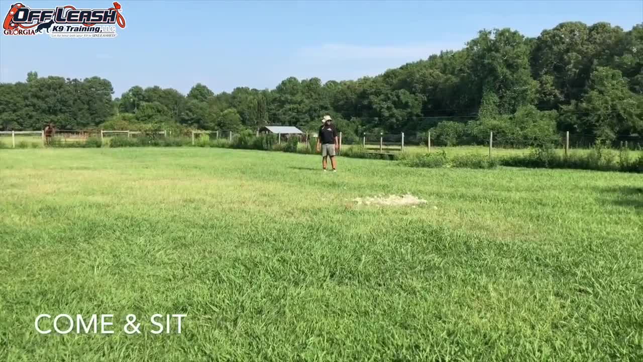 6 Month Old Bull Arab Gunner Dog Training