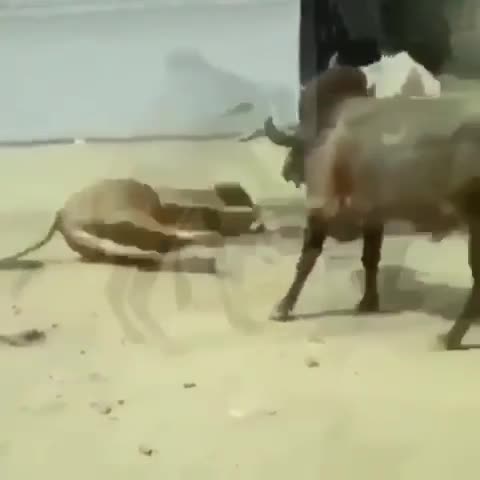 cow
