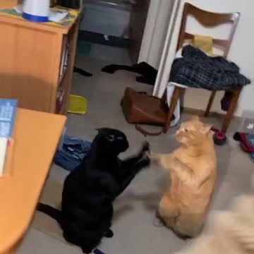 Cats playing with their baby cats