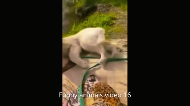 Funny animal video