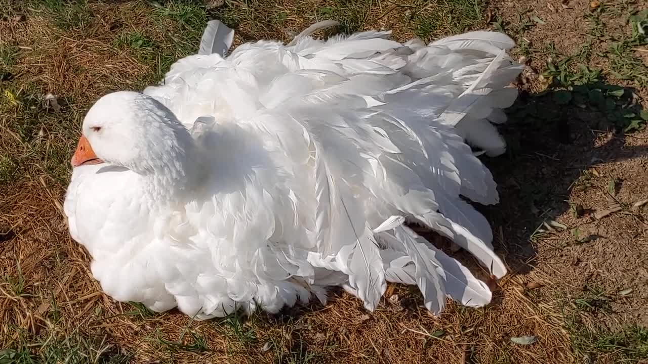 Sebastpool goose in the wind