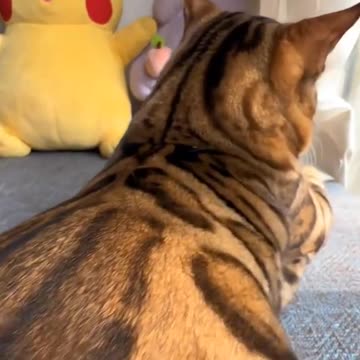 Promotional video for cat singles 🤣😂🤣