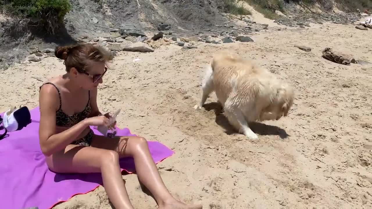 Golden Retriever on ocean