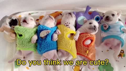 Do you like us