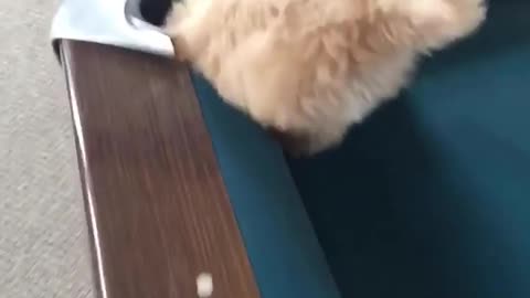 Fluffy pup corner pocket