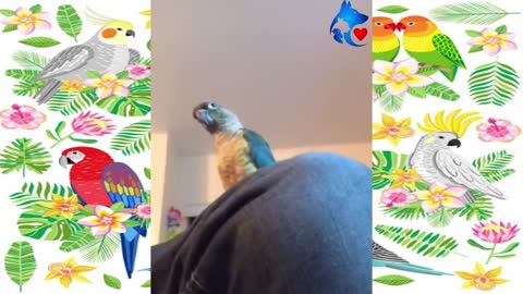 Birds and parrots🐦 FUNNY😂 01-Videos🎥 Compilation cute moment of animals!