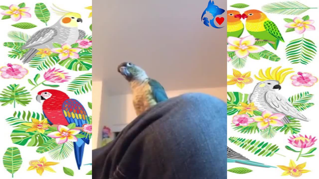 Birds and parrots🐦 FUNNY😂 01-Videos🎥 Compilation cute moment of animals!