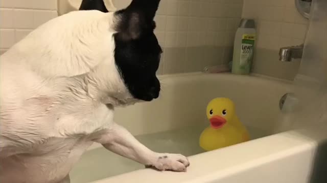 Funny Puppy Taking A Bath