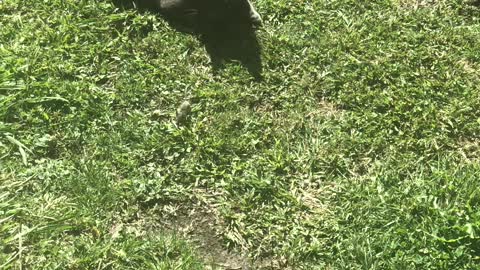 Cat after mouse