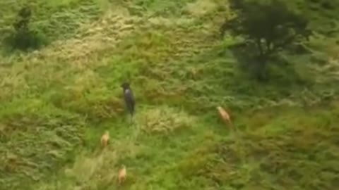 The cow was surrounded by lions and could not get out of their circle.