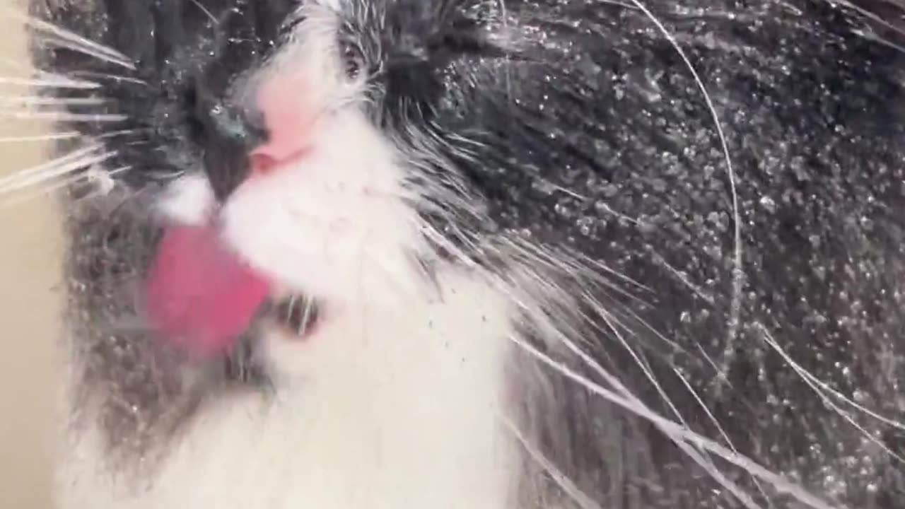 And then it’s straight to the litter box, every time. Thanks, bud