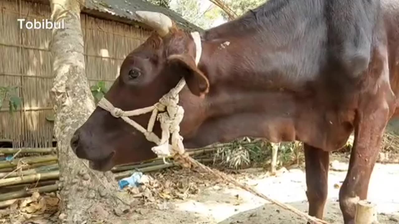 Have you ever heard the sound of a cow? Click on the video and hear the sound in a new way.