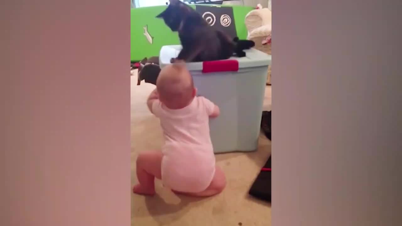 Baby Cat Fun and Fails