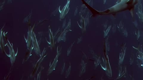 Wildlife
