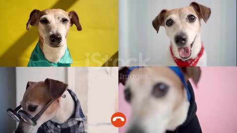Dogs Colleagues freelancers