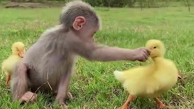 The cute monkey lives with a group of ducklings