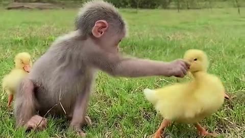 The cute monkey lives with a group of ducklings