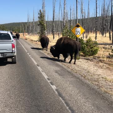 Bison holding up traffic in Yellowstone