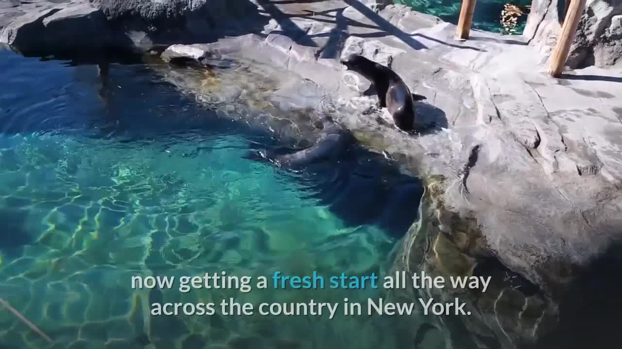 Sydney the Baby Rescue Seal