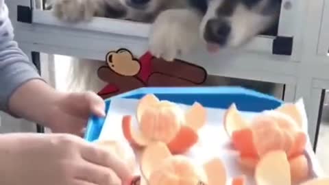 Smart Dogs Eat Fruit