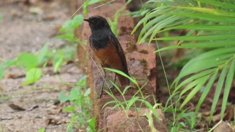 black redstart eating caterpillar