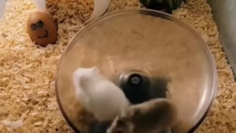 Animal funny jokes