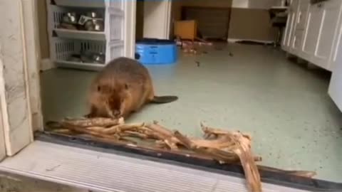 News Break: Beaver up to the same ole thang.