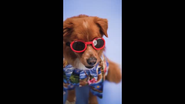 The dog put on glasses then showed it to everyone