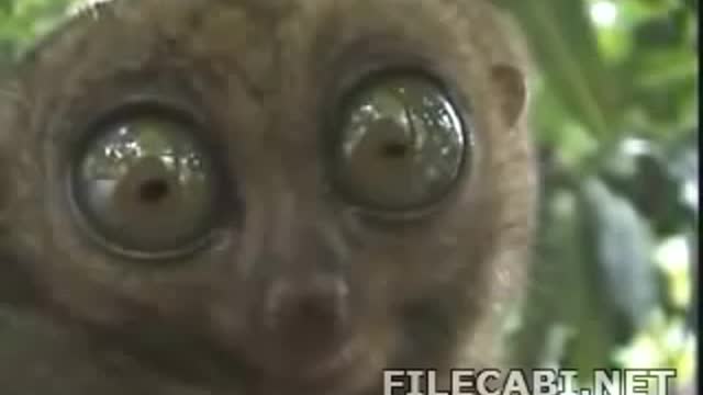 Funny animal with big eyes