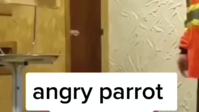 Angry parrot