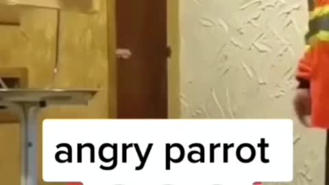 Angry parrot