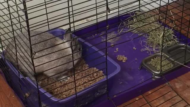 Cute bunny loves getting a litter box change