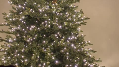 Orange Cat In The Christmas Tree