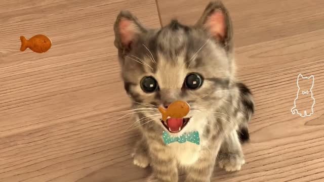 My Favorite Cat