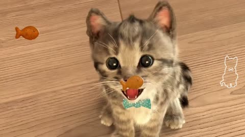 My Favorite Cat