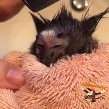 Mono consentido recibe un adorable peinado nuevo