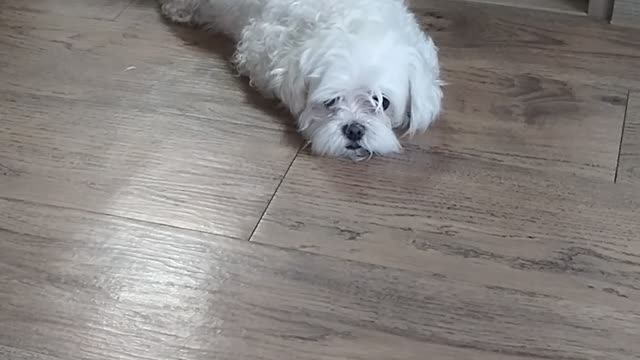 A Maltese wagging her tail when I called her name.