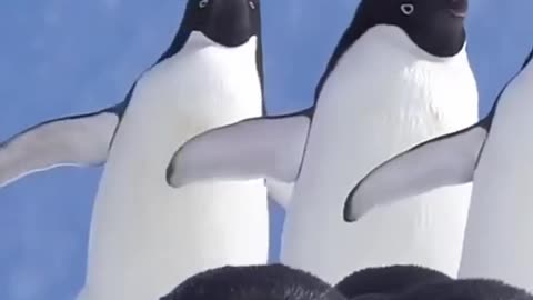 Penguins on Ice
