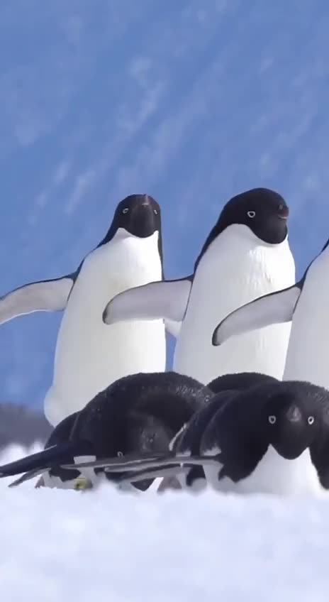 Penguins on Ice
