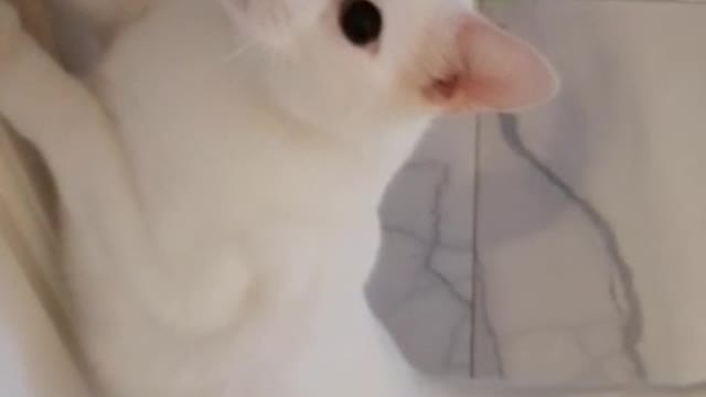 Our Amazing Cat