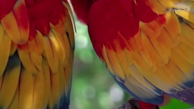 colorful macaws decorating the forest.